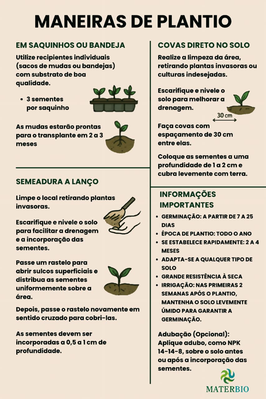 Instruções de plantio da grama amendoim BRS Mandobi