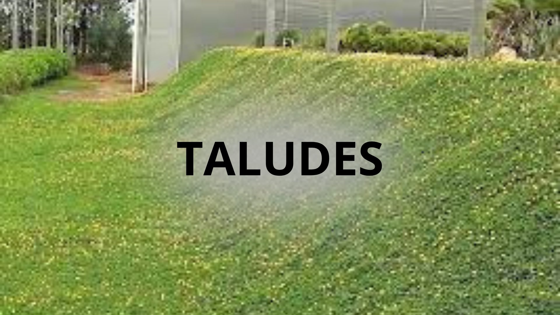 Grama-amendoim em taludes