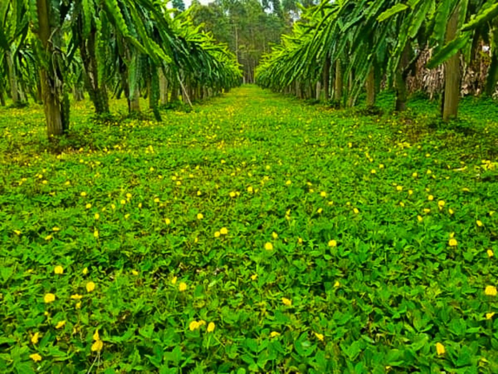 Pastagens e Pomares