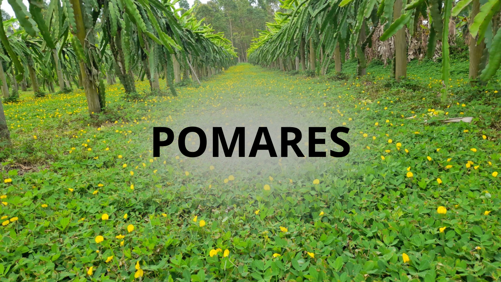 O que é grama-amendoim