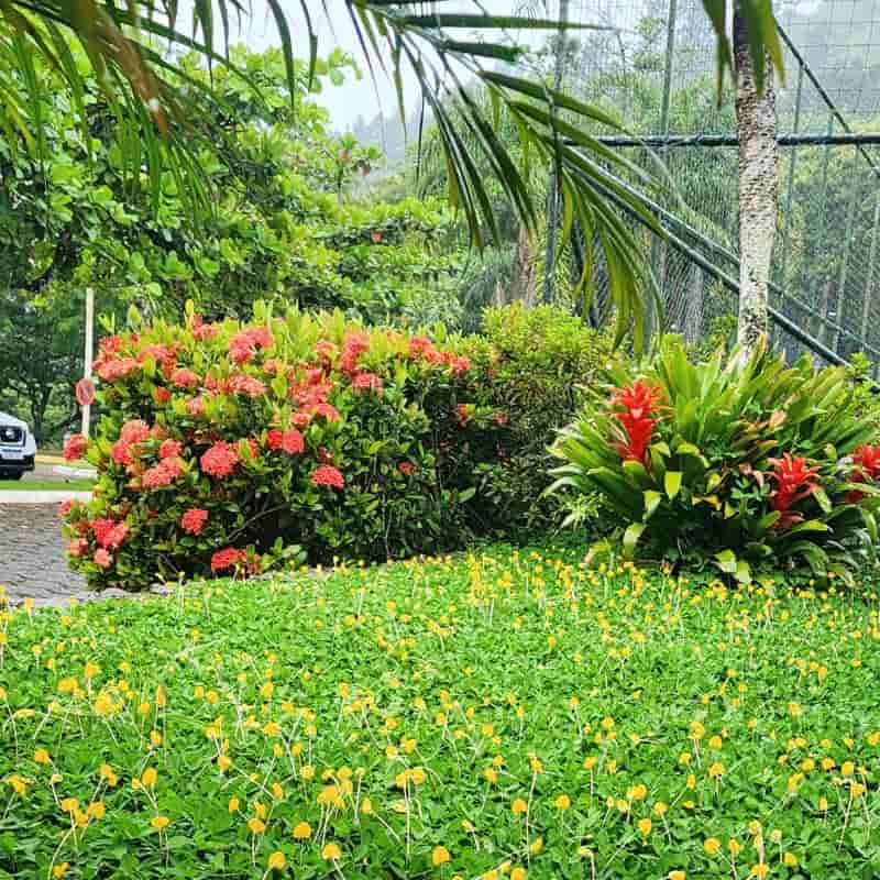 Área verde com grama amendoim
