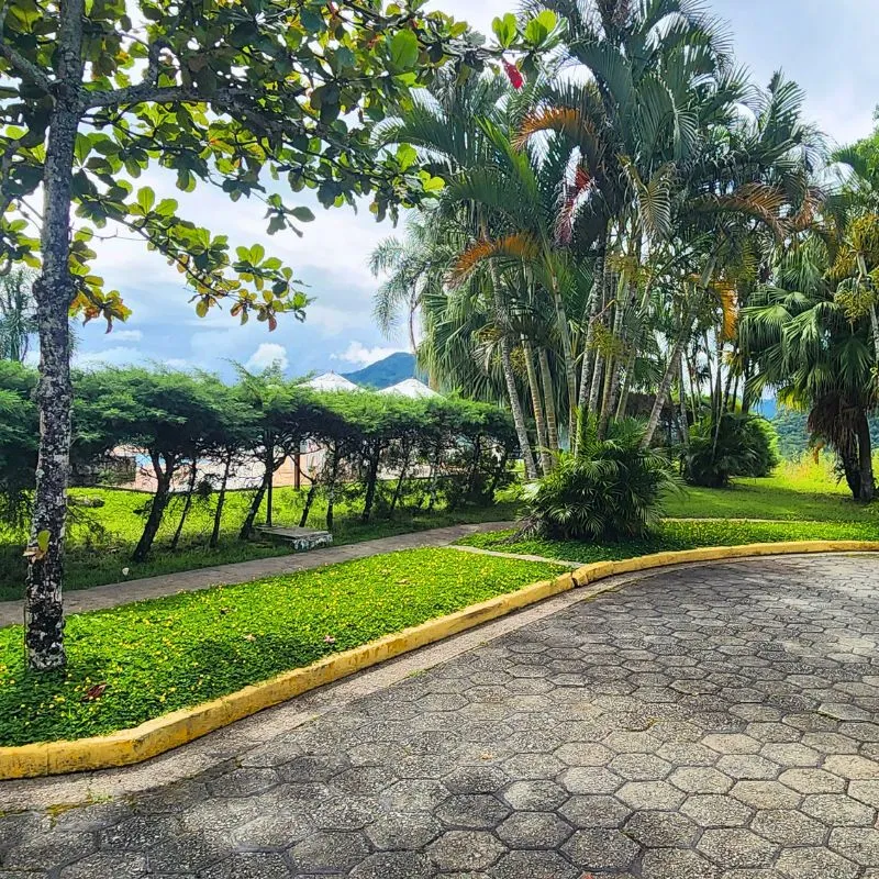 Grama amendoim em jardim tropical