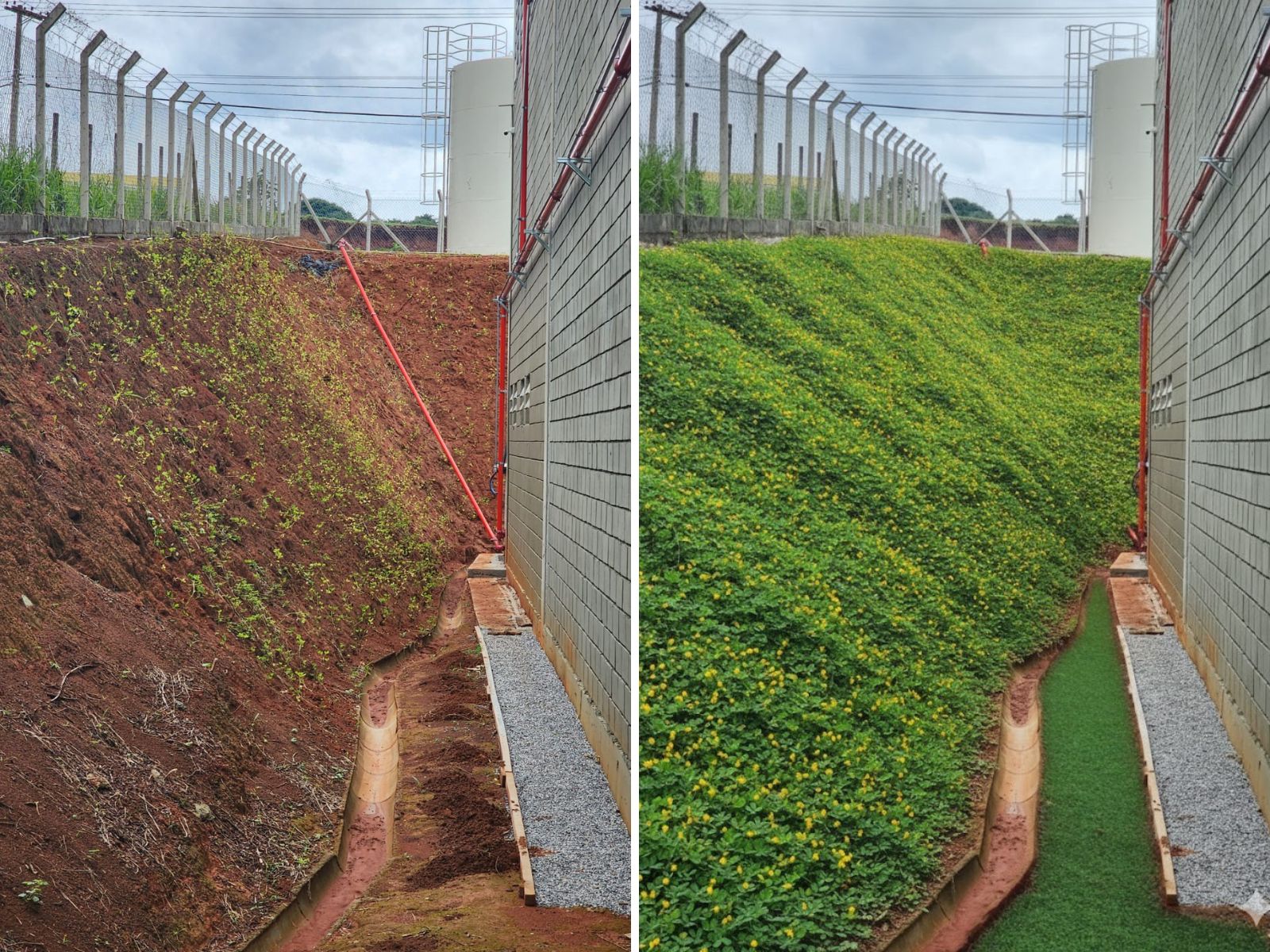 Paisagismo com grama amendoim