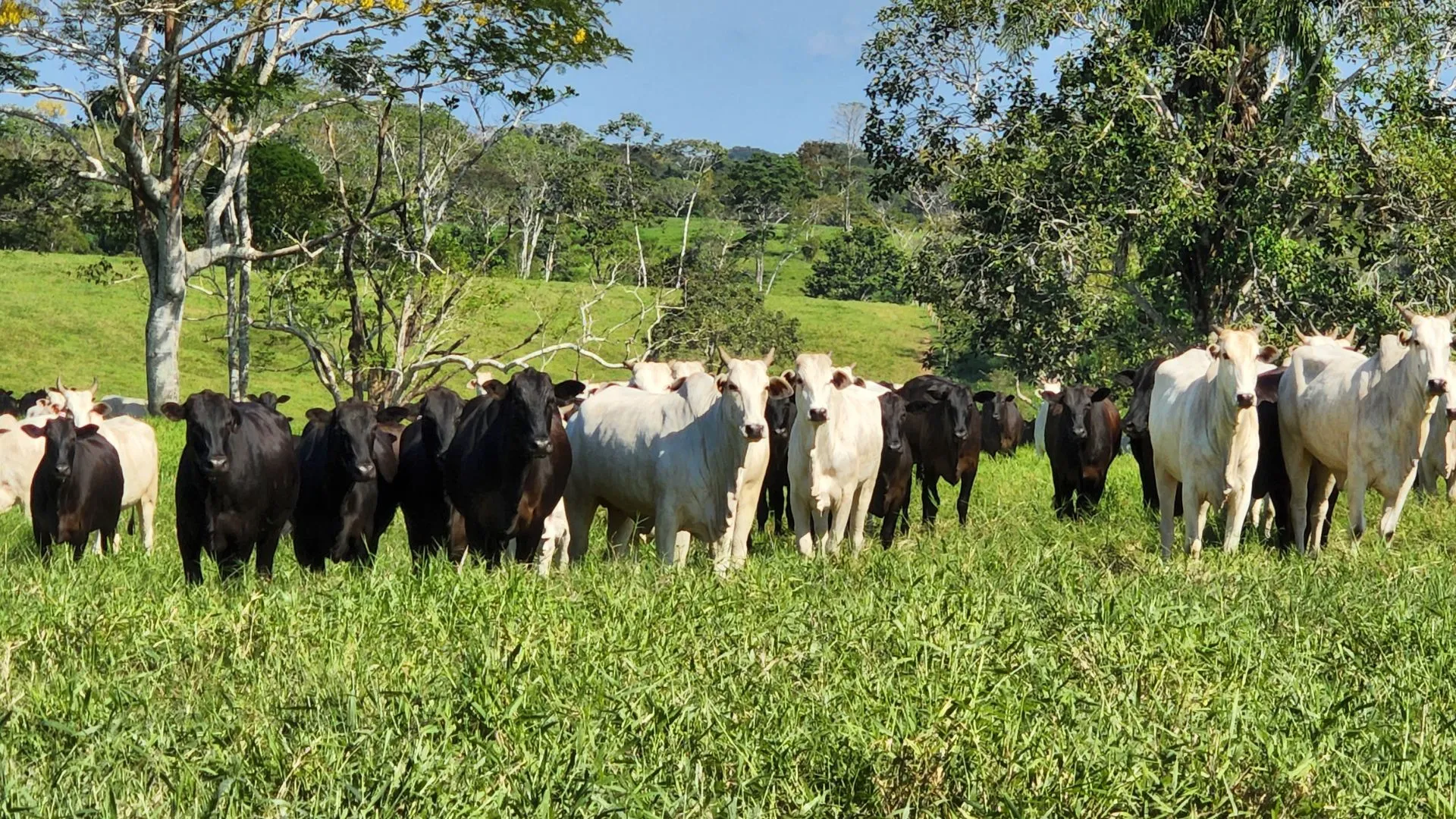 Gado em pasto consorciado com BRS Mandobi