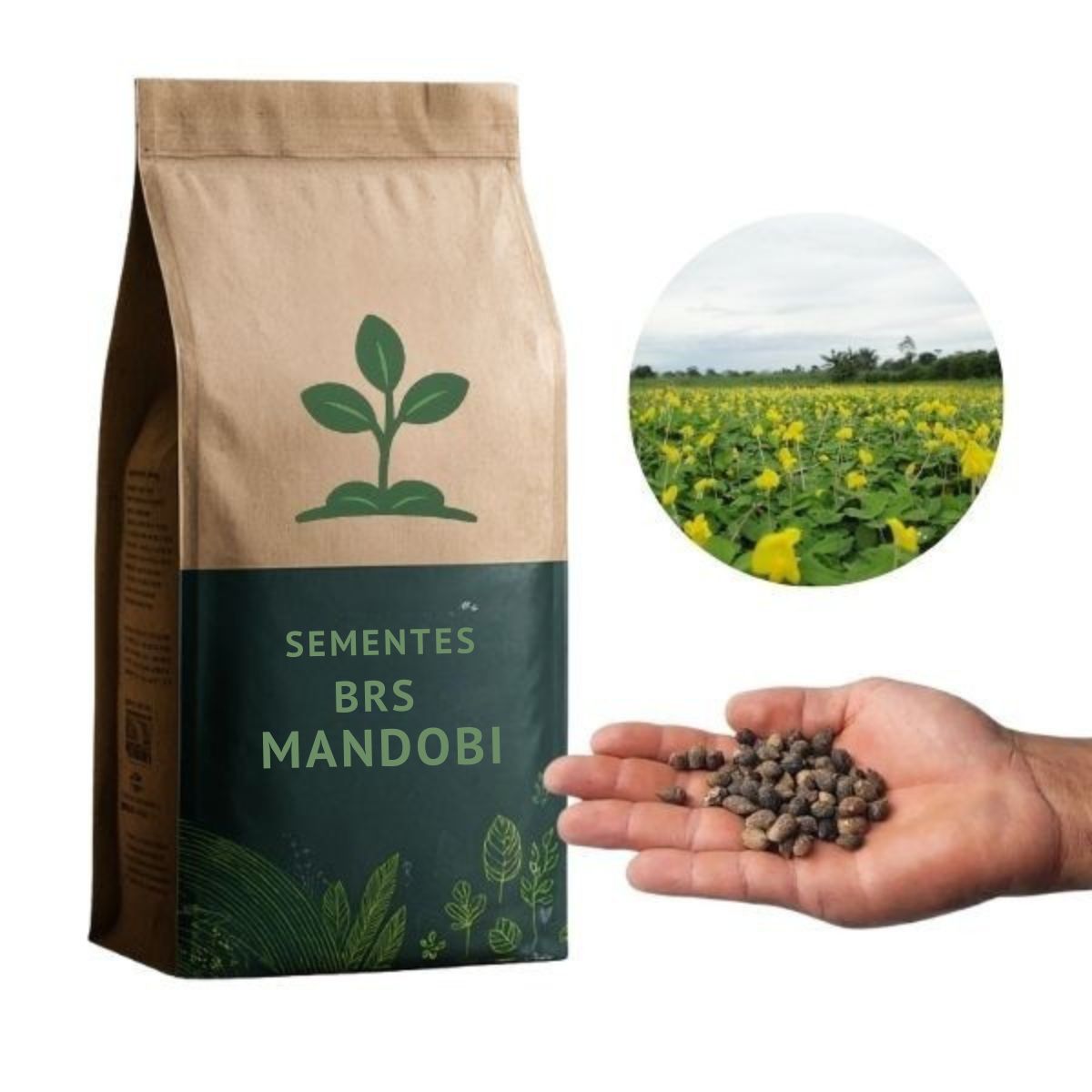 Sementes de grama amendoim BRS Mandobi