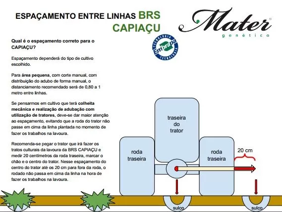 espaçamento capiaçu