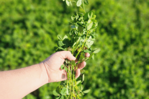 Valor Nutricional do Oquira: O Poder do Amendoim Forrageiro da Embrapa na Agropecuária