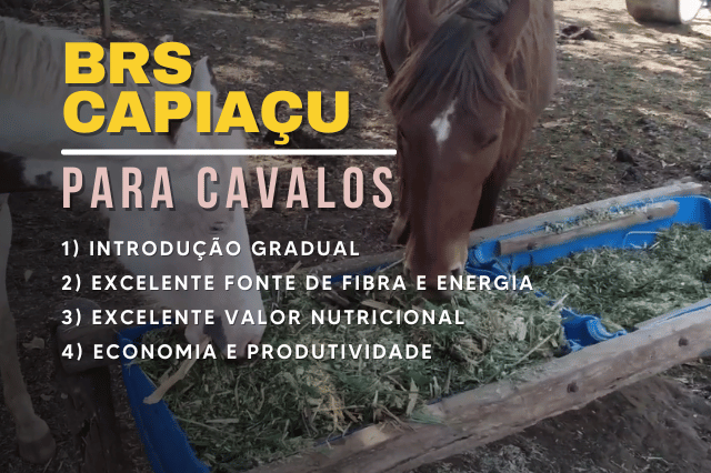 CAPIAÇU PARA CAVALO