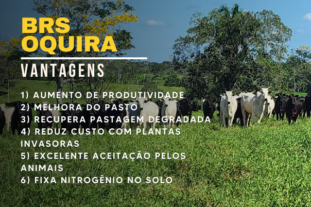 vantagens amendoim forrageiro embrapa oquira