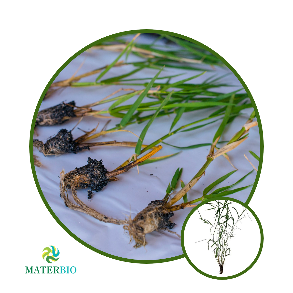 Mudas Titfon 85 Originais