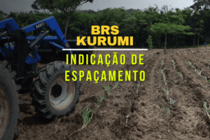 ESPAÇAMENTO KURUMI