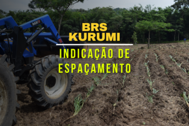 ESPAÇAMENTO KURUMI