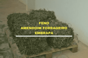 feno amendoim forrageiro