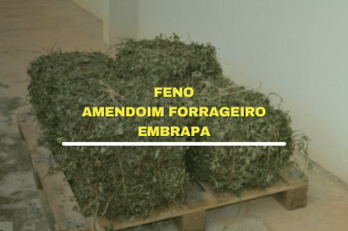 feno amendoim forrageiro