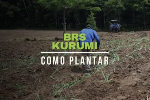 como plantar kurumi