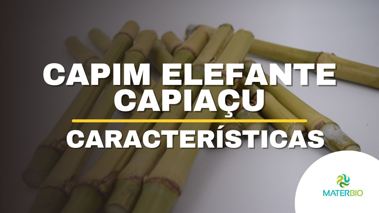 CAPIM ELEFANTE CAPIAÇU