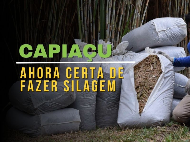 silagem capiaçu