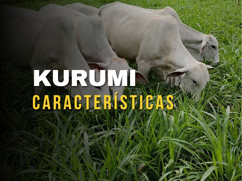 kurumi caracteristicas