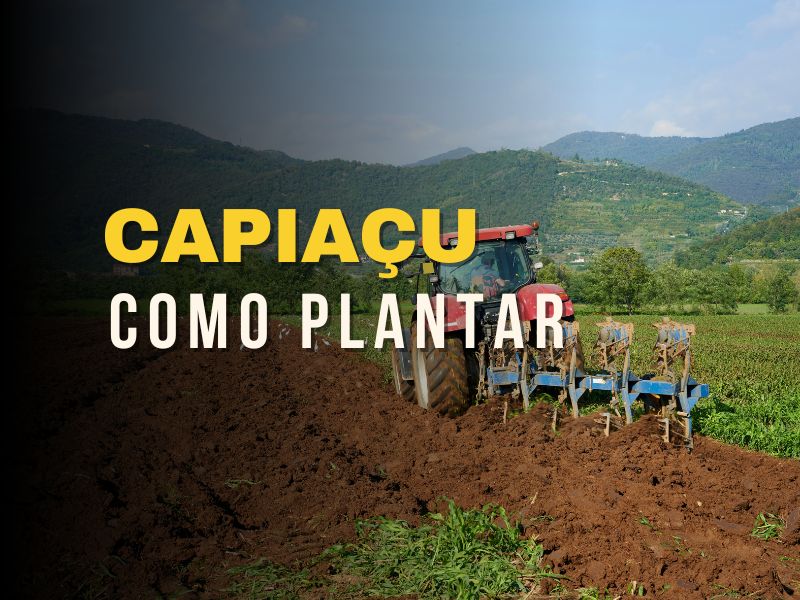 capiaçu como plantar