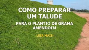 GRAMA AMENDOIM TALUDE